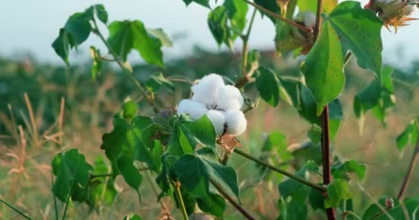Planta de algodón lista para cosechar — Vídeos de Stock