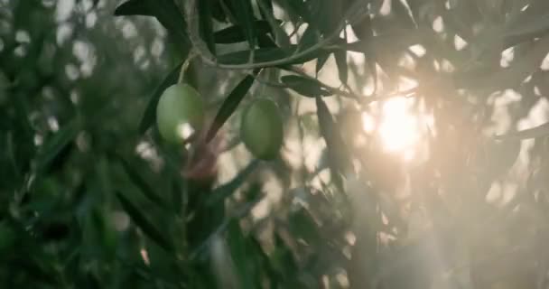 Zavřít olivy na olivovníku. — Stock video