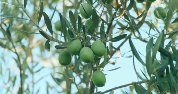 Close up olive on olive tree branch. — Stock Video