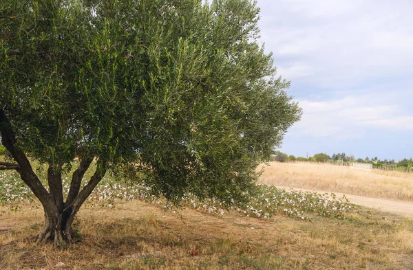 Grote olijfboom tegen katoenveld — Stockfoto