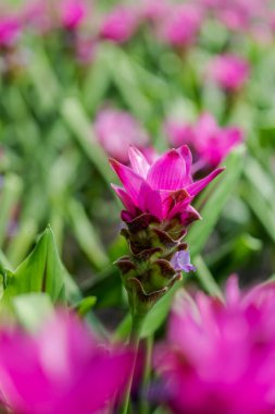 Curcuma Zanthorrhiza (Siam Lale Curcuma Alismatifolia) Beyaz Çiçek Doğada ve Bahçede