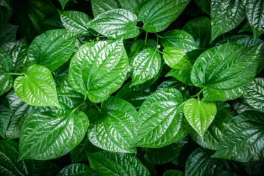 Yeşil yaprak arka plan (betel yaprak kalp şekli) Bahçede güzel ve bir bitkidir ve sağlık faydaları vardır.