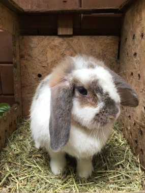 Kutuda samanla oturan beyaz bir tavşan..