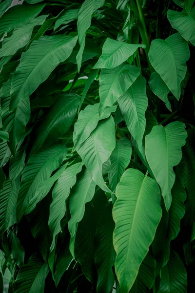 Fondo Hojas Verdes Hermosas Útilesplantas Ornamentales Decorativas —  Fotos de Stock