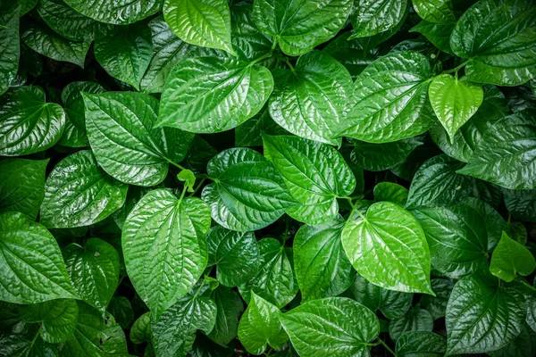 Green leaf background (betel leaf heart shape) Beautiful in the garden and It is an herb and has health benefits.