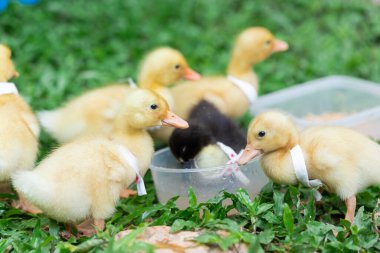 Sarılı ördek yavruları. Çimlerde dinlenen bir sürü sevimli yavru.