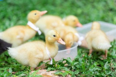 Sarılı ördek yavruları. Çimlerde dinlenen bir sürü sevimli yavru.