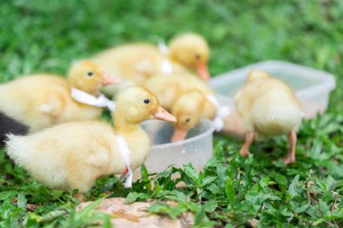 Sarılı ördek yavruları. Çimlerde dinlenen bir sürü sevimli yavru.