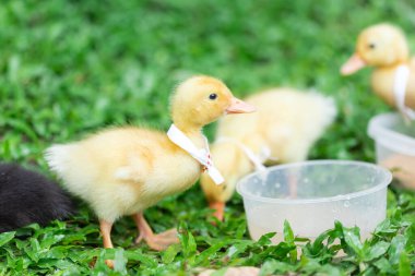 Sarılı ördek yavruları. Çimlerde dinlenen bir sürü sevimli yavru.