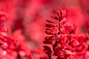 Dekorasyon ve tarım için arkaplan resmi olarak kullanılan güzel kırmızı çiçek resimleri.