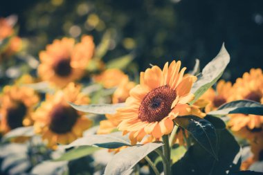 Bulanık arkaplanın doğal ayçiçeği. Sabah güneşi tarımsal bahçenin arka planını bulanıklaştırdı.