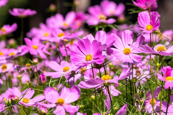 Kosmos Blumen Der Natur Süßer Hintergrund Verschwommener Blumenhintergrund Hellrosa Und — Stockfoto