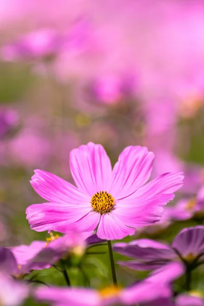 Kosmos Blumen Der Natur Süßer Hintergrund Verschwommener Blumenhintergrund Hellrosa Und — Stockfoto