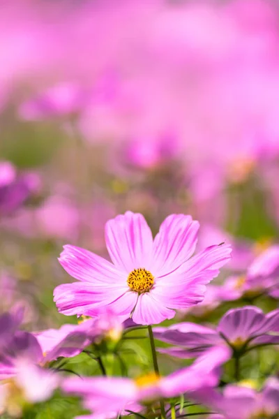 Cosmos flowers in nature, sweet background, blurry flower background, light pink and deep pink cosmos use it as an illustration for decoration and agriculture.