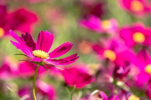 Kosmos Blumen Der Natur Süßer Hintergrund Verschwommener Blumenhintergrund Hellrosa Und — Stockfoto