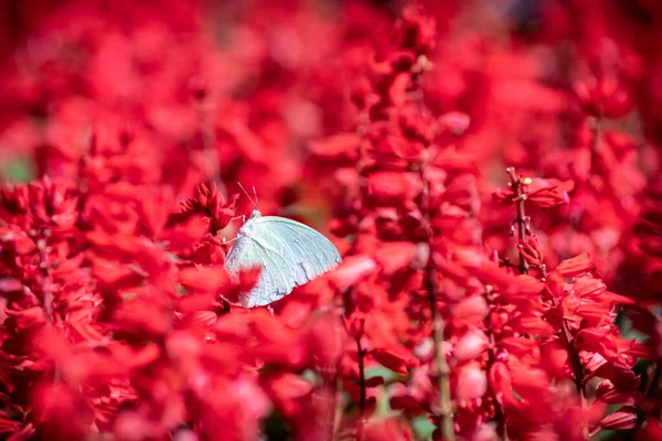 Bunga Merah Yang Indah Dan Kupu Kupu Putih Yang Bertengger — Stok Foto