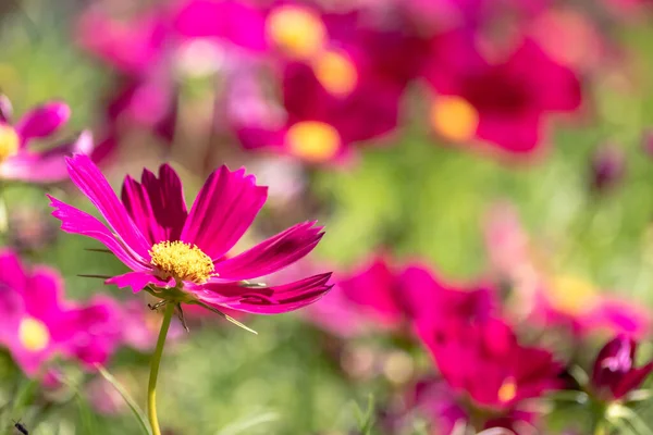 Cosmos Flowers Nature Sweet Background Blurry Flower Background Light Pink — Stock Photo, Image