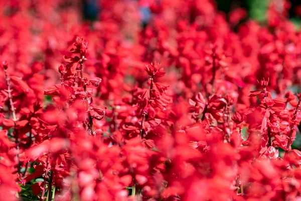 Krásné Červené Květinové Obrazy Používané Jako Obrázky Pozadí Pro Dekoraci — Stock fotografie