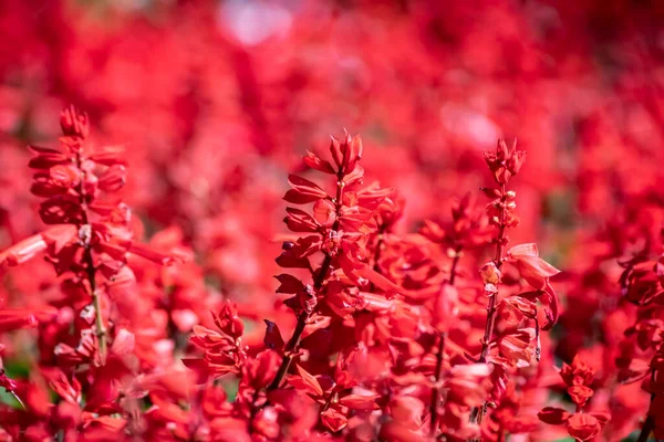 Mooie Rode Bloem Beelden Gebruikt Als Achtergrond Afbeeldingen Voor Decoratie — Stockfoto