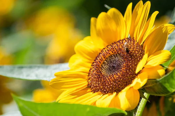 Tournesol Naturel Fond Flou Dans Matinée Soleil Brouillé Arrière Plan — Photo