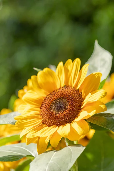 Zonnebloem Natuurlijk Van Vervaging Achtergrond Ochtend Zon Wazig Landbouw Tuinieren — Stockfoto