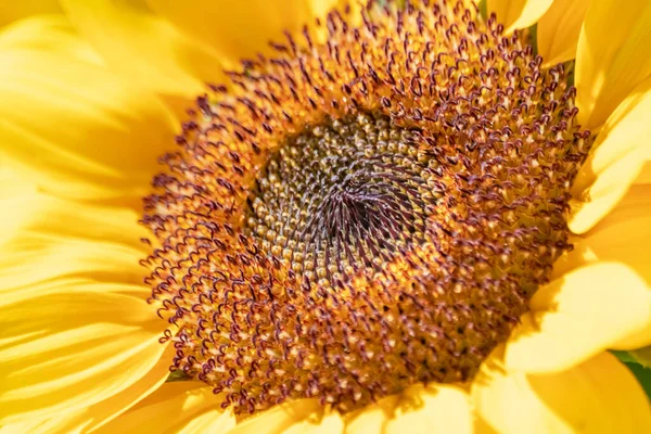 朝日には美しい黄色のひまわりが咲いています 農業用イラストに使用される花粉 に焦点を当てる — ストック写真