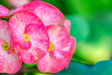 Bahçede açan Pembe Euphorbia Milii çiçekleri (Poi Sian çiçekleri).