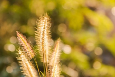 Çimen çiçeği arka planında güzel bir günbatımı ve yumuşak bir odak.