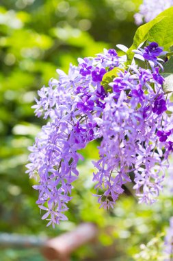 Güzel mor çelenk sarmaşığı (Petrea Volubilis) veya bulanık arkaplanda kraliçenin sarmaşığı