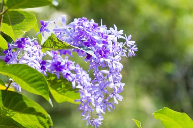 Güzel mor çelenk sarmaşığı (Petrea Volubilis) veya bulanık arkaplanda kraliçenin sarmaşığı