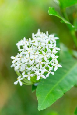 Beyaz çiçek (Ixora finlaysoniana) Rubiaceae familyasındaki güzel kokulu orman alevi, bahçedeki ve parktaki süs bitkisi olarak kullanılan küçük, yeşil bir çalılıktır.