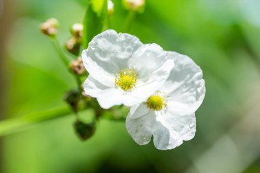 Amazon su çiçeği beyaz yapraklı küçük bir çiçektir ve sarı erkek çiçekleri Meksika 'dan gelen bir su bitkisidir bulanık bir arka plan olarak bahçede ve seçilmiş bir odak noktasıdır
