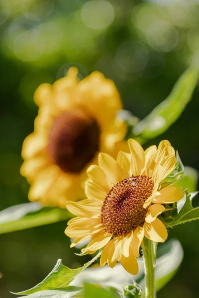 Zonnebloem Natuurlijk Van Vervaging Achtergrond Ochtend Zon Wazig Landbouw Tuinieren — Stockfoto