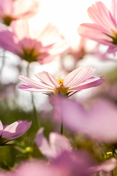 Doğadaki Kozmos Çiçekleri Tatlı Arka Plan Bulanık Çiçek Arka Plan — Stok fotoğraf