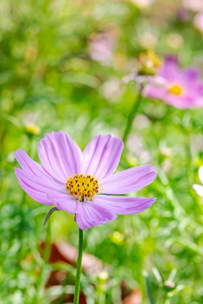 Kosmos Blumen Der Natur Süßer Hintergrund Verschwommener Blumenhintergrund Hellrosa Und — Stockfoto