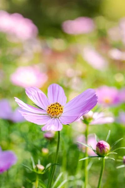 Kosmos Blumen Der Natur Süßer Hintergrund Verschwommener Blumenhintergrund Hellrosa Und — Stockfoto