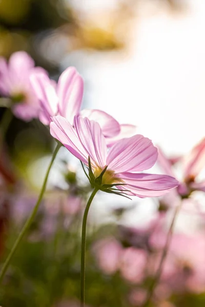 Kosmos Blumen Der Natur Süßer Hintergrund Verschwommener Blumenhintergrund Hellrosa Und — Stockfoto