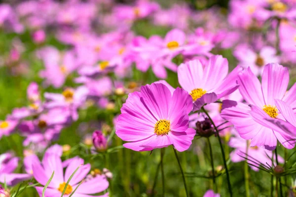 Kosmos Blumen Der Natur Süßer Hintergrund Verschwommener Blumenhintergrund Hellrosa Und — Stockfoto