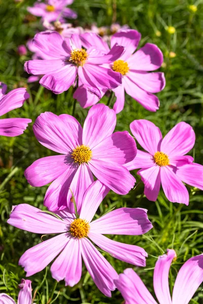 Kosmos Blumen Der Natur Süßer Hintergrund Verschwommener Blumenhintergrund Hellrosa Und — Stockfoto