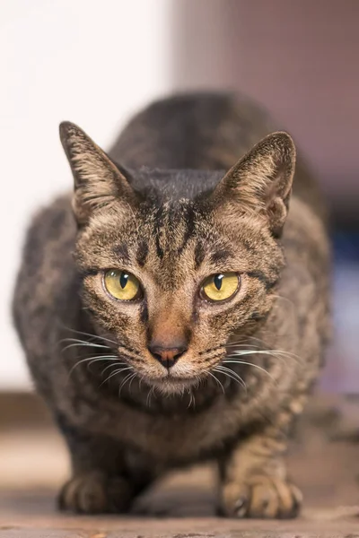 Gros Plan Couleur Terre Marron Chat Thaï Chat Aux Cheveux — Photo