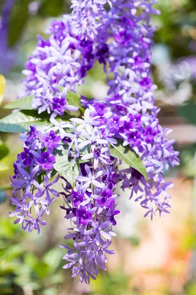 Beautiful Purple Wreath Vine Petrea Volubilis Queen Wreath Vine Flower — Stock Photo, Image