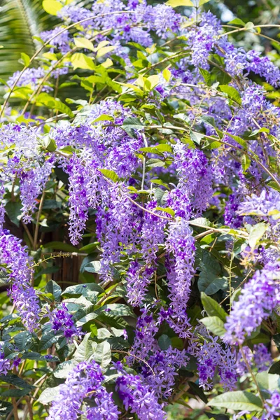 Beautiful Purple Wreath Vine Petrea Volubilis Queen Wreath Vine Flower — Stock Photo, Image