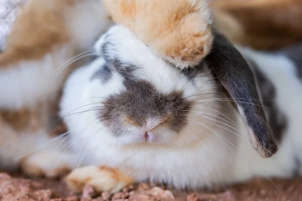 Coelhos Brancos Pretos Que São Bonitos Brilhantes Movimento Relaxamento — Fotografia de Stock