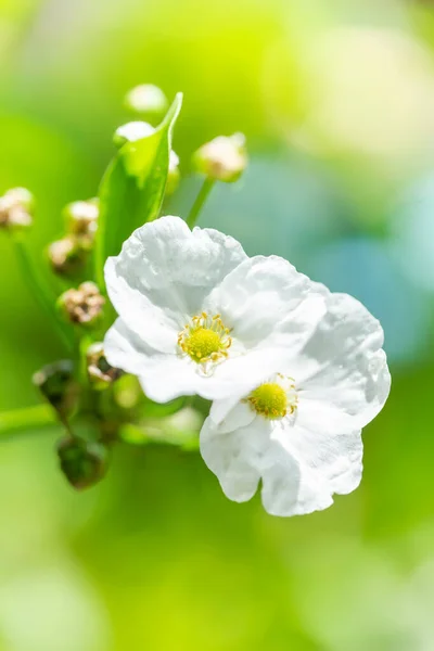 Amazon water flower Is a small flower With white petals And with yellow stamens Is a water plant from Mexico In the garden as a blurred background and select focus