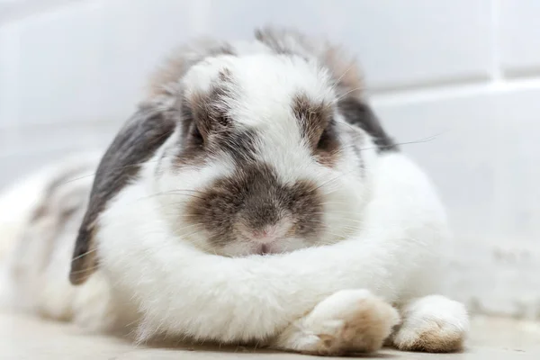 Precioso Conejo Conejo Pascua Blanco Marrón Mentira Suelo Con Concepto —  Fotos de Stock