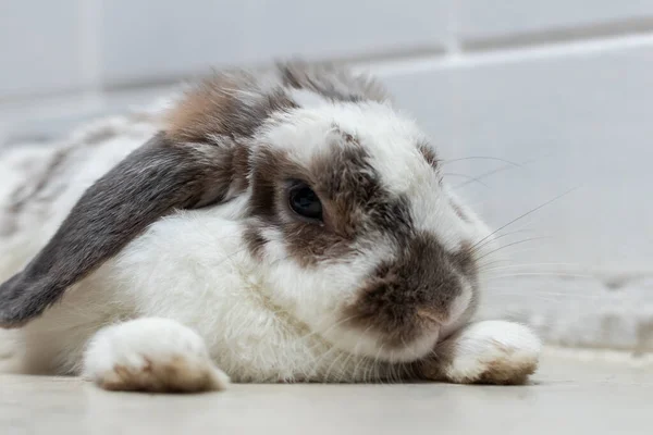Precioso Conejo Conejo Pascua Blanco Marrón Mentira Suelo Con Concepto —  Fotos de Stock