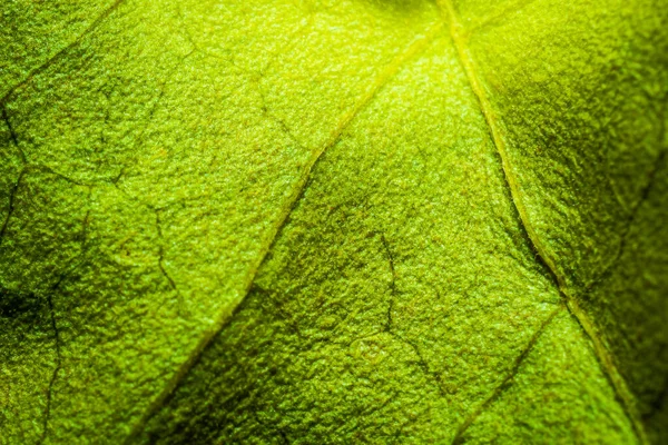 Fondo Hoja Verde Abstracto Para Textura Macro — Foto de Stock