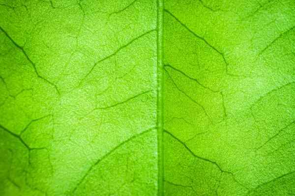 Abstract Groen Blad Achtergrond Voor Textuur Macro — Stockfoto