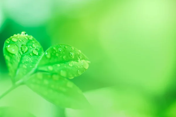 Blätter Nahaufnahme Der Natur Ansicht Des Grünen Blattes Auf Verschwommenem — Stockfoto