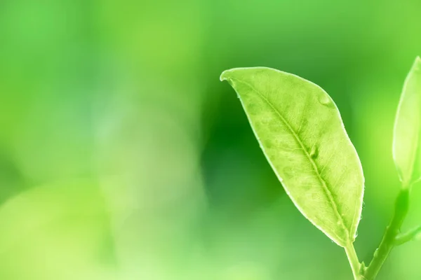 Leaves Close Nature View Green Leaf Blurred Greenery Background Garden — Stock Photo, Image